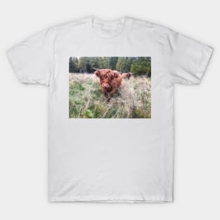 Scottish Highland Cattle Calf 2121 T-Shirt